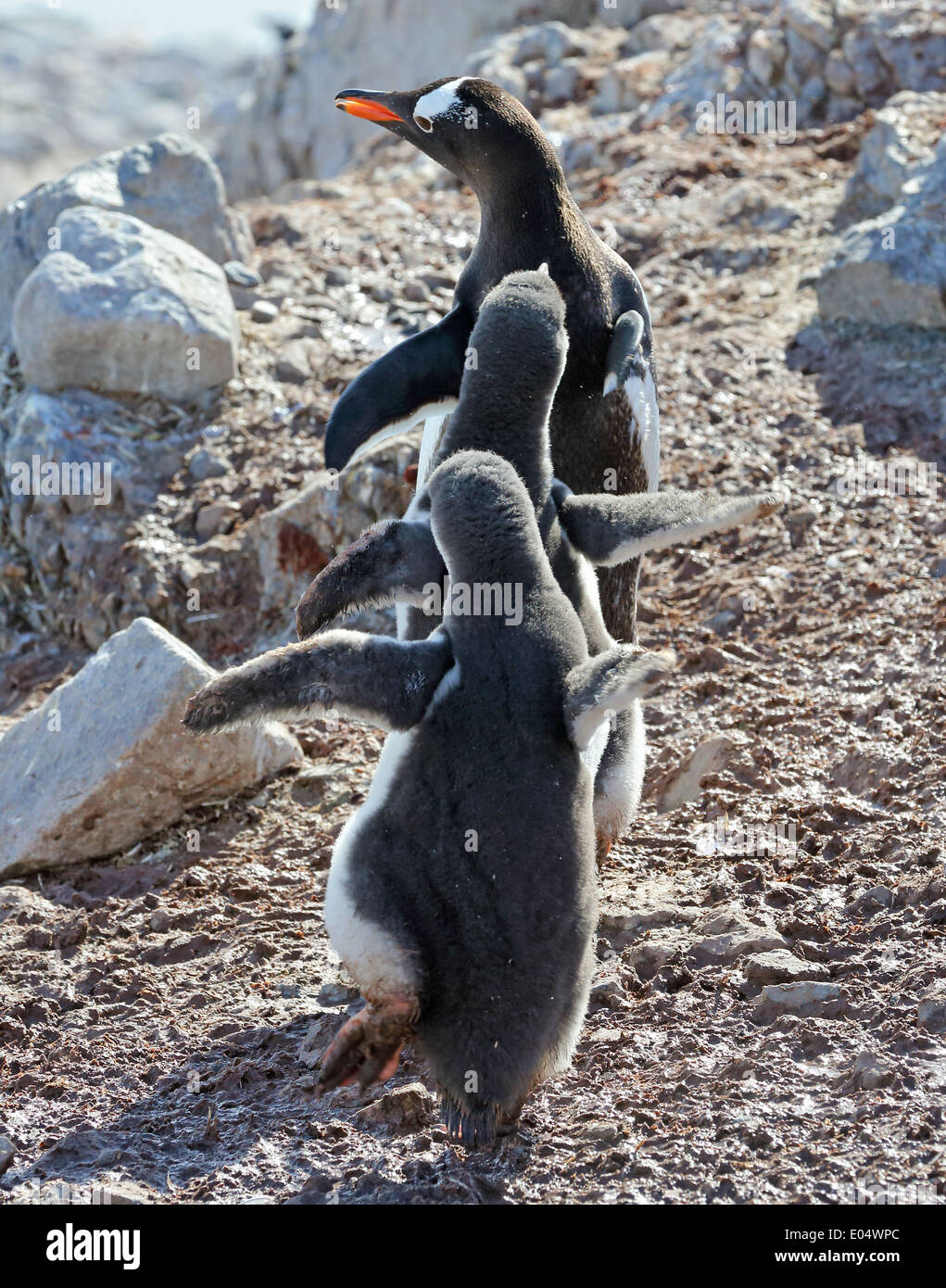 Pinguino Gentoo (Pygoscelis papua) pulcini chase adulto genitore per cibo, Penisola Antartica, Antartide Foto Stock