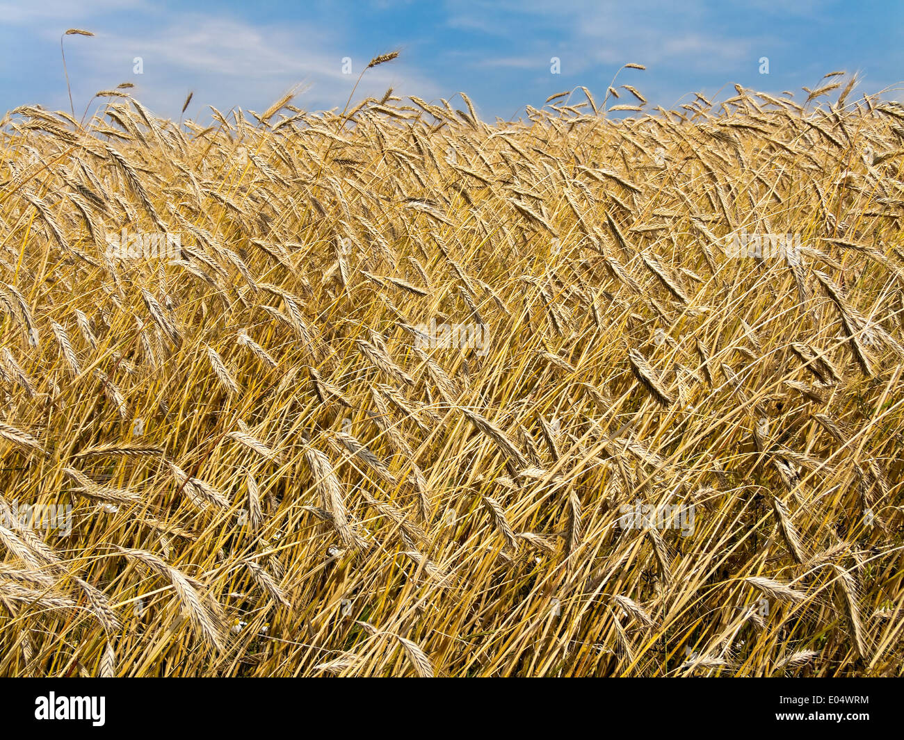 Mature barleys campo nel cicalino, Ein reifes Gersten Feld Sommer im Foto Stock