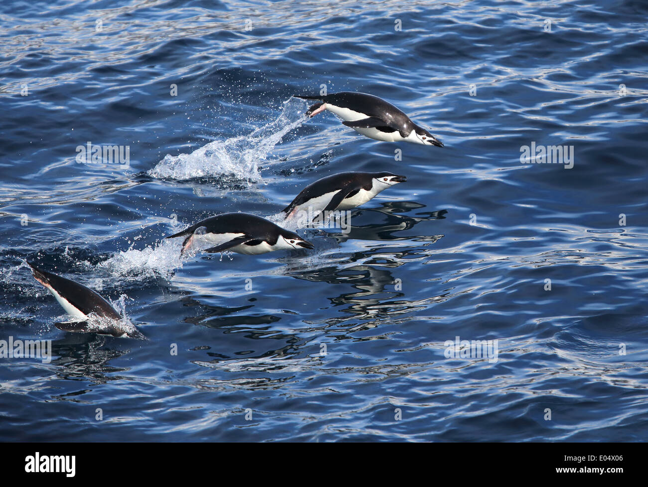 Pinguini Chinstrap nuoto e porpoising fuori dall'acqua, (Pygoscelis Antartide), penisola antartica, Antartide Foto Stock