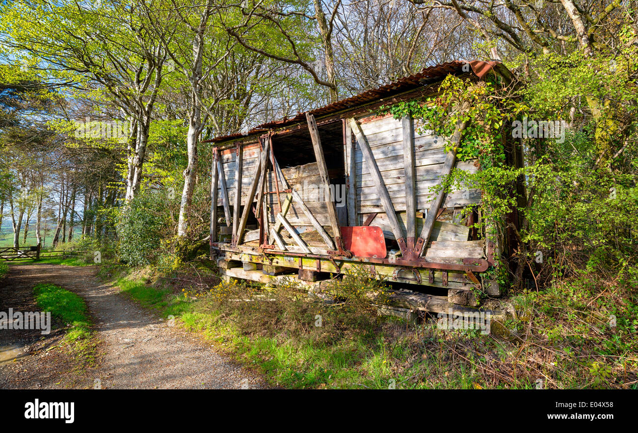 Un malsicuro abbandonati capannone di legno nei boschi Foto Stock