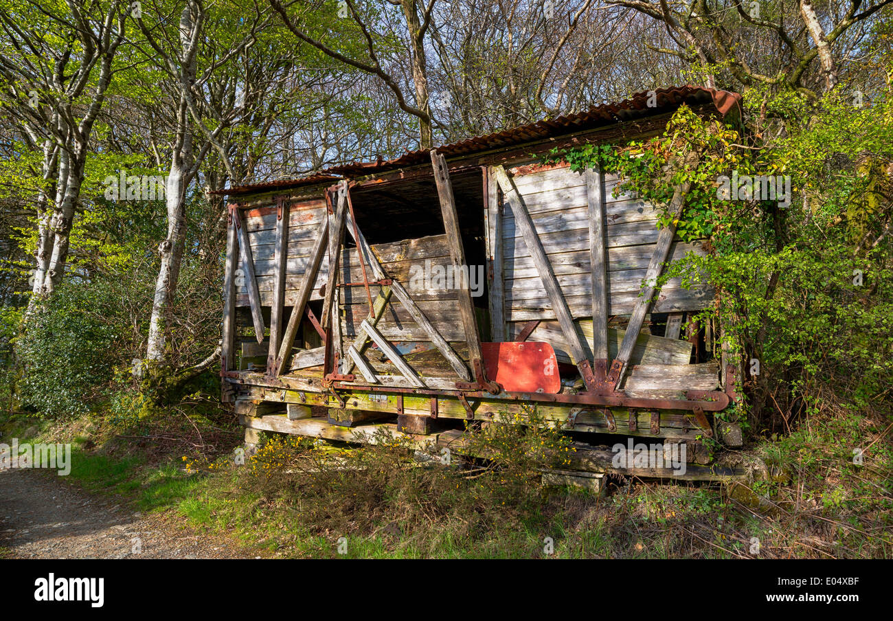 Un malsicuro derelitti capanna di legno nel bosco Foto Stock
