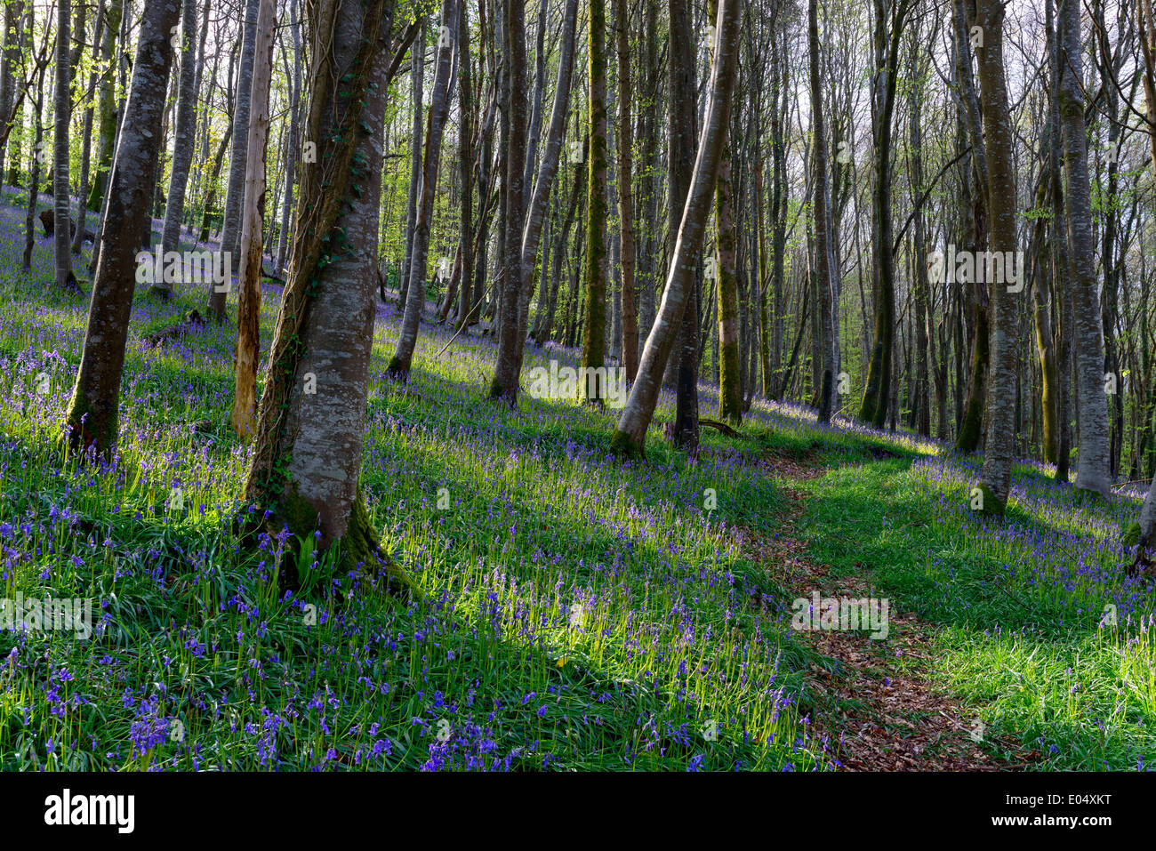 Nativo di magici boschi Bluebell in Cornovaglia Foto Stock