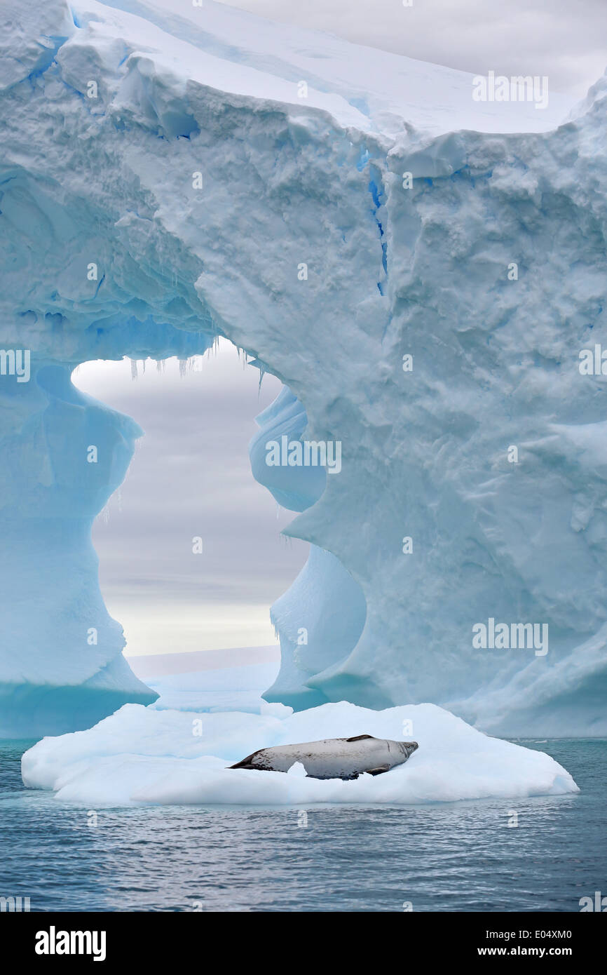 Guarnizione Crabeater, (Lobodon carcinophaga), dormendo su ghiaccio con grandi iceberg arch, Pleneau Bay, Penisola Antartica, Antartide Foto Stock