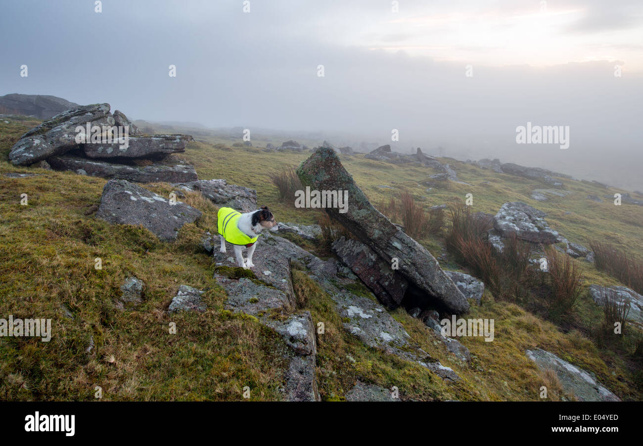 Cane indossando riflettenti ad alta visibilità day-glo rivestire in avverse condizioni meteo foggy contions Foto Stock