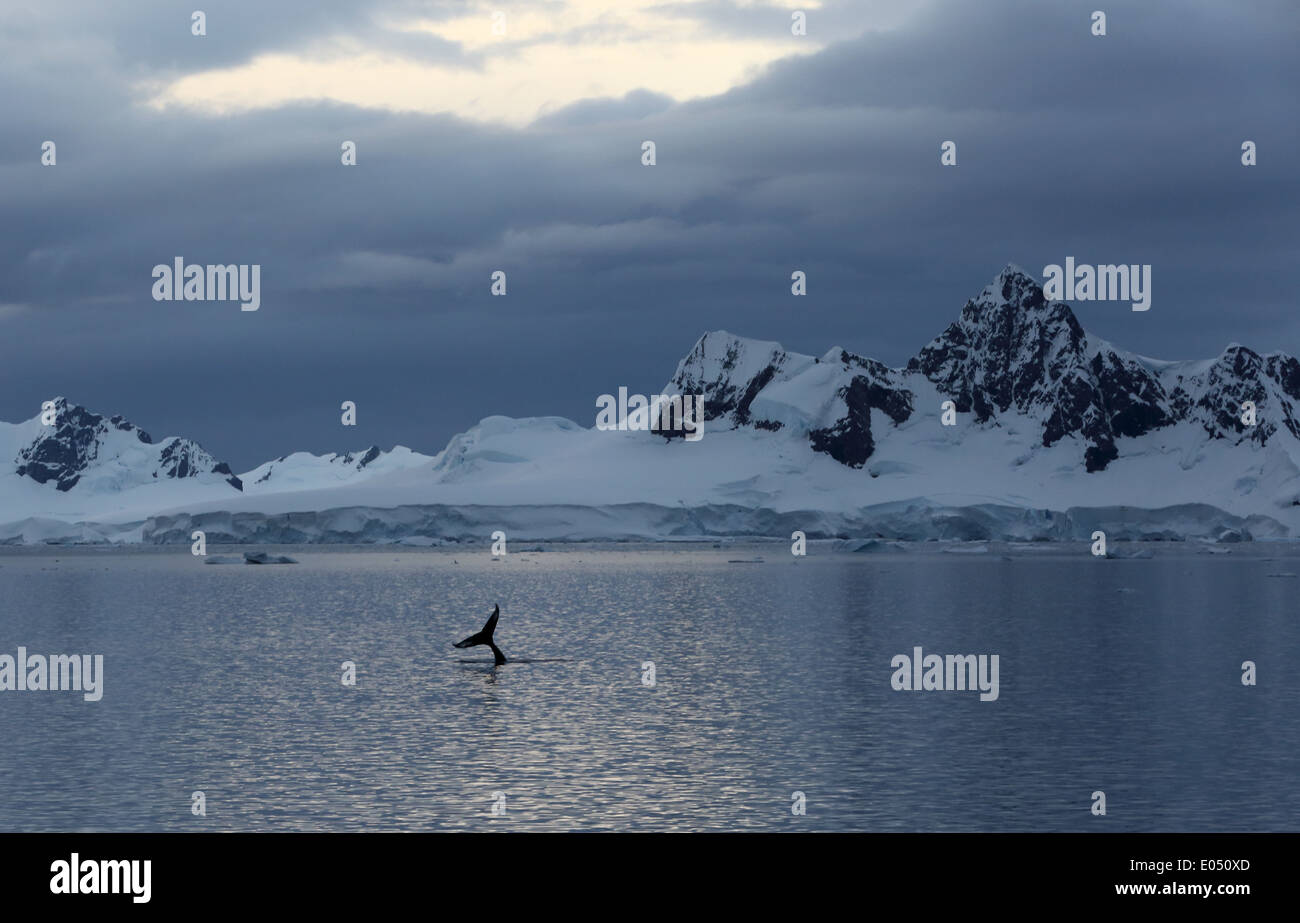 Humpback Whale, (Megaptera novaeangliae), la coda con le montagne e il cielo di sera, Penisola Antartica, Antartide Foto Stock