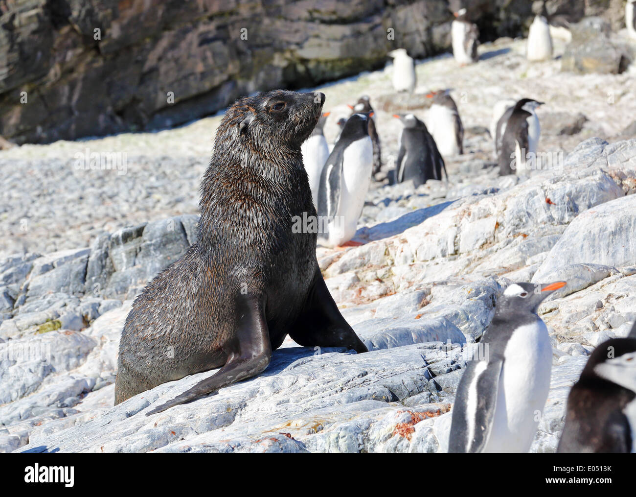 Antartico pelliccia sigillo, (Arctocephalus gazella), e pinguini di Gentoo, (Pygoscelis papua), penisola antartica, Antartide Foto Stock