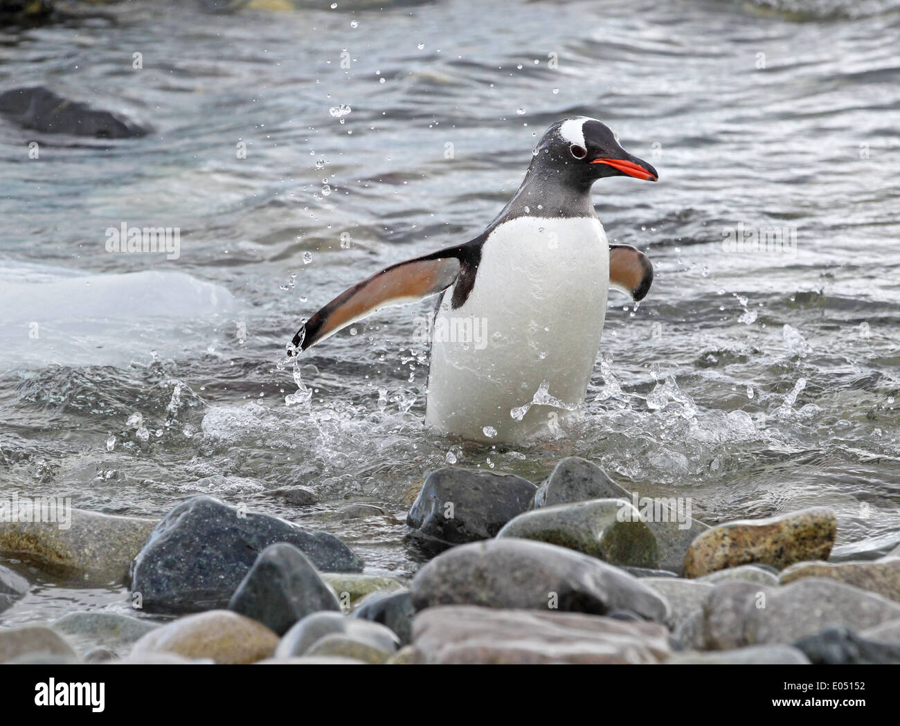 Pinguino Gentoo emergenti dall'acqua, Penisola Antartica, Antartide Foto Stock