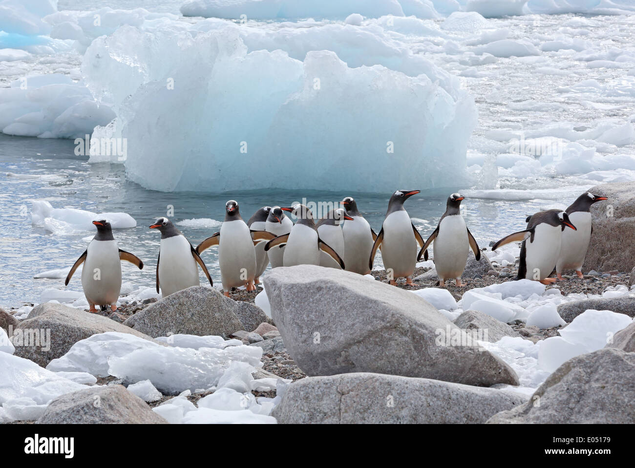 Un gruppo di pinguini Gentoo emergono dall'acqua Penisola Antartica, Antartide Foto Stock