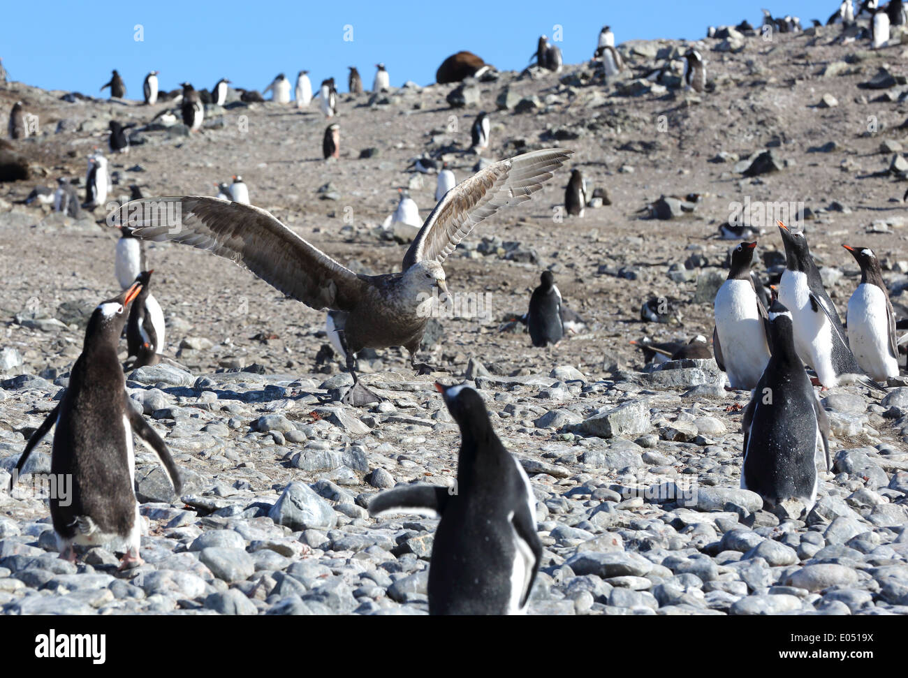 Il gigante del sud Petrel, (Macronectes giganteus), e pinguini di Gentoo, (Pygoscelis papua), penisola antartica, Antartide Foto Stock