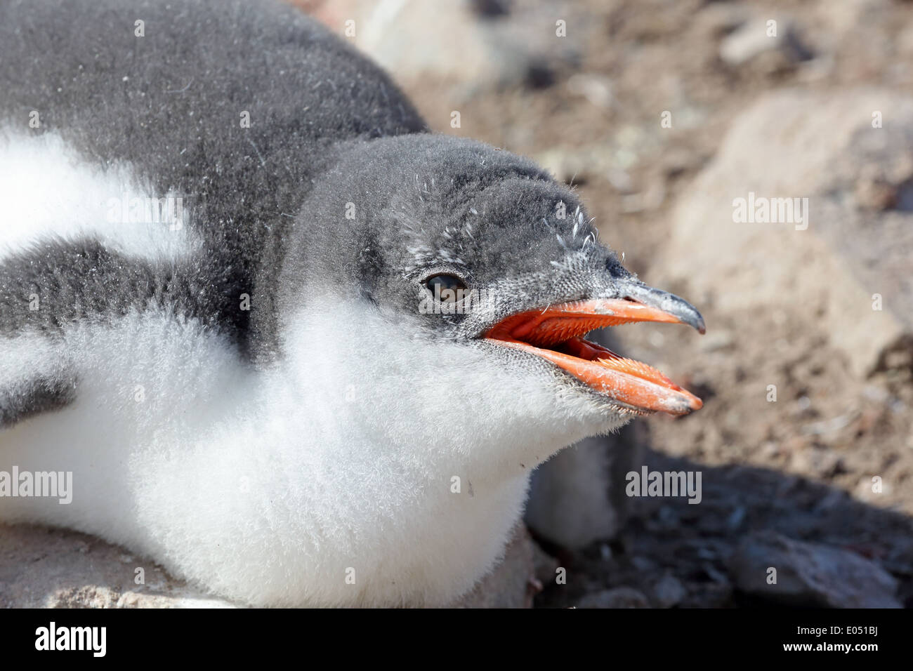 Pinguino Gentoo pulcino, (Pygoscelis papua), ansimando nel caldo sole di una calda giornata antartico, Penisola Antartica, Antartide Foto Stock
