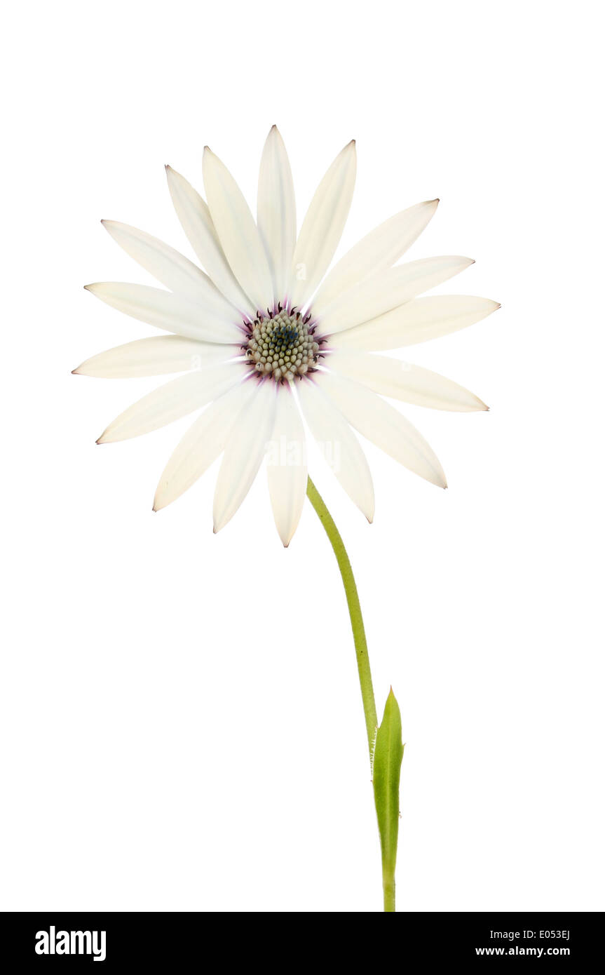 Osteospermum bianco gambo di fiore e foglia isolata contro bianco Foto Stock