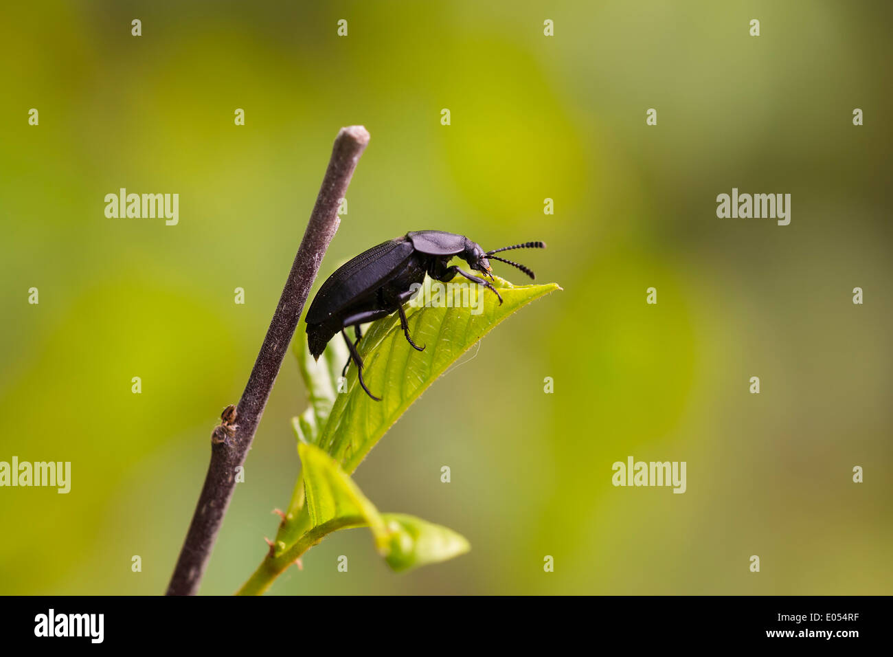 Grande coleottero nero a camminare su una foglia Foto Stock