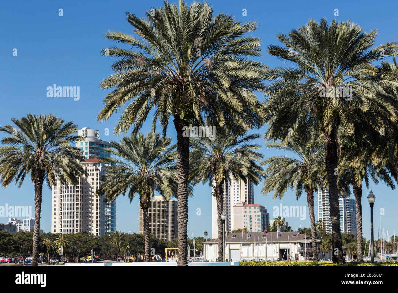 Skyline del centro e palme, San Pietroburgo, FL, Stati Uniti d'America Foto Stock