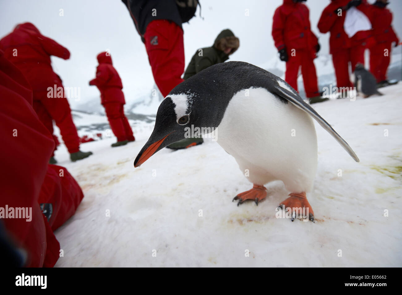 Curioso Gentoo penguin Pygoscelis papua avvicinando i turisti su de Cuverville Island Antartide Foto Stock