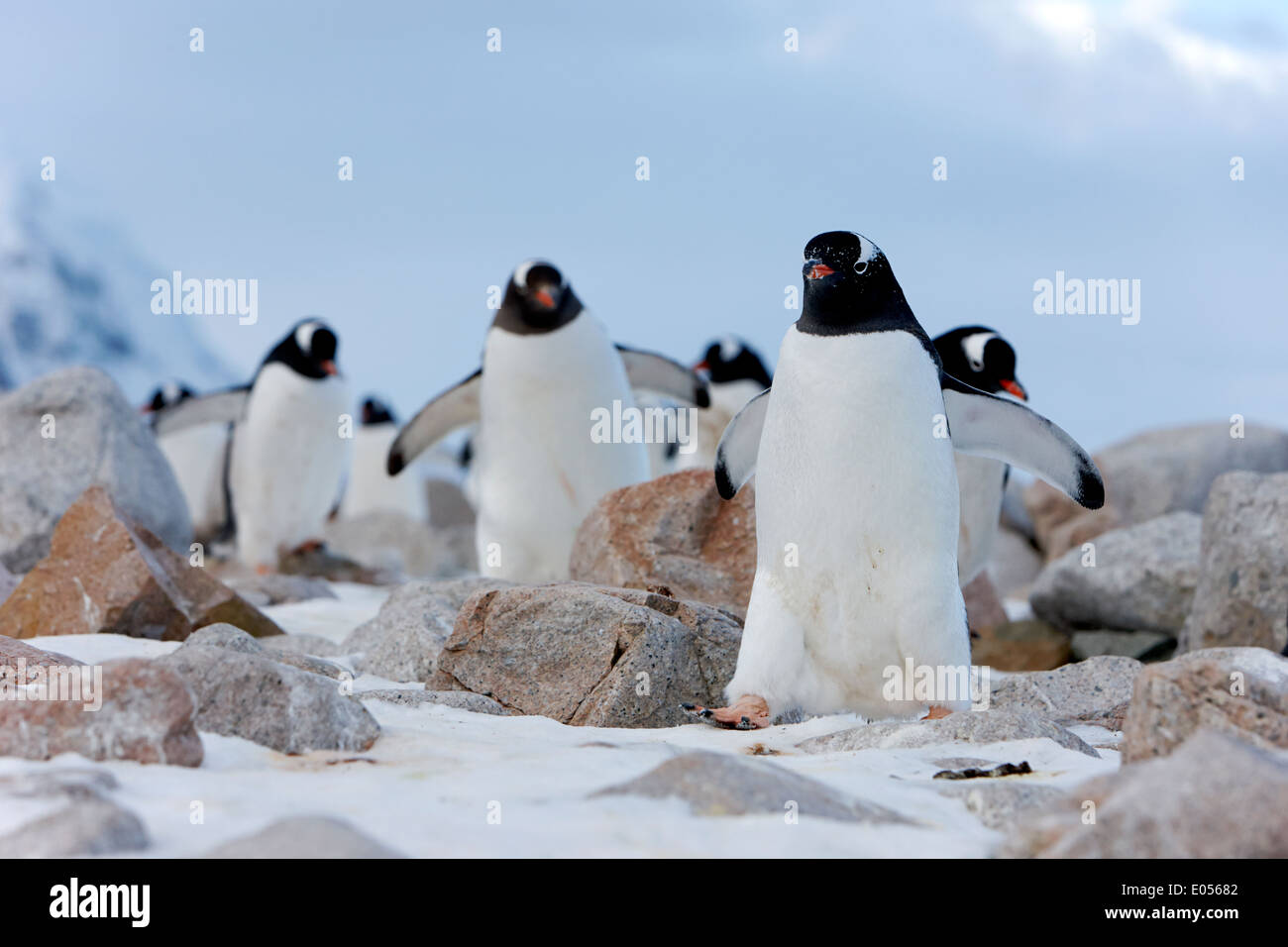 Marzo di pinguini papua Pygoscelis papua a Neko Harbour Continente Antartide Foto Stock