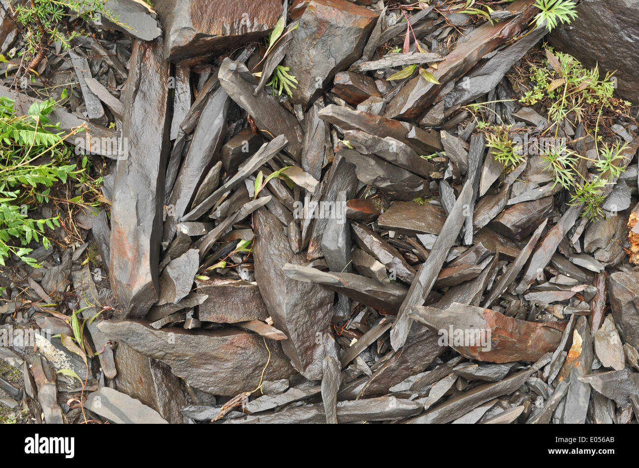 Slantsy Yakutia incline al frazionamento. Texture ghiaia acuto di pietra. Foto Stock