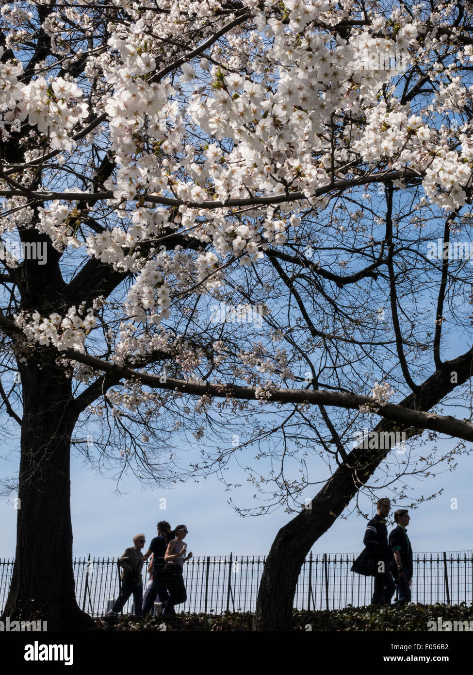 Sagome dei corridori sul serbatoio percorso per fare jogging ,Central Park, New York, Stati Uniti d'America Foto Stock