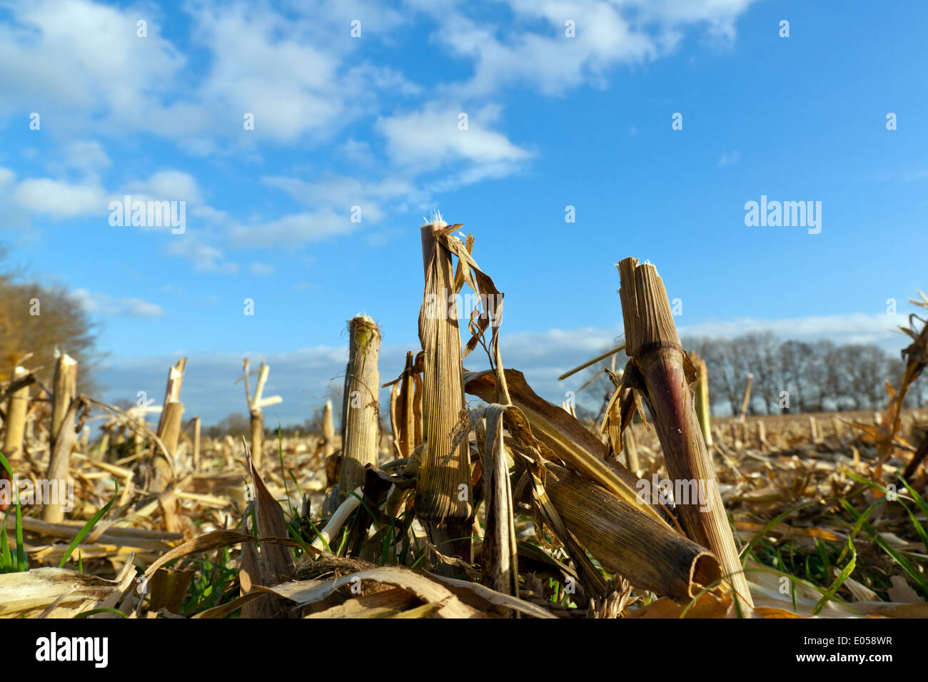 Un Feldi N dell'agricoltura dopo il raccolto con il cielo blu, Ein Feldi n der Landwirtschaft nach der Ernte mit blauem Himmel Foto Stock