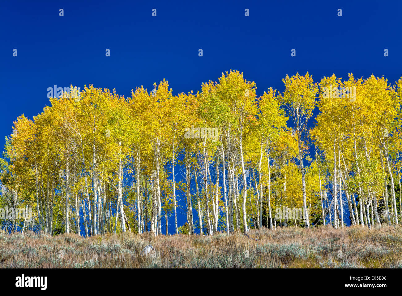 Boschetto di Aspens in pieno i colori autunnali Foto Stock
