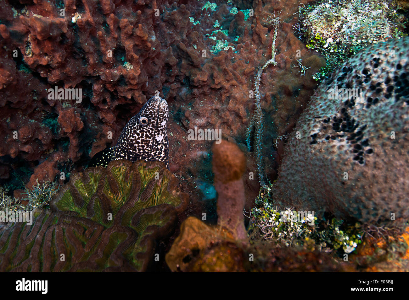 Un spotted moray eel picchi dal suo nascondiglio in mezzo alla barriera corallina di Roatan, Honduras. Foto Stock