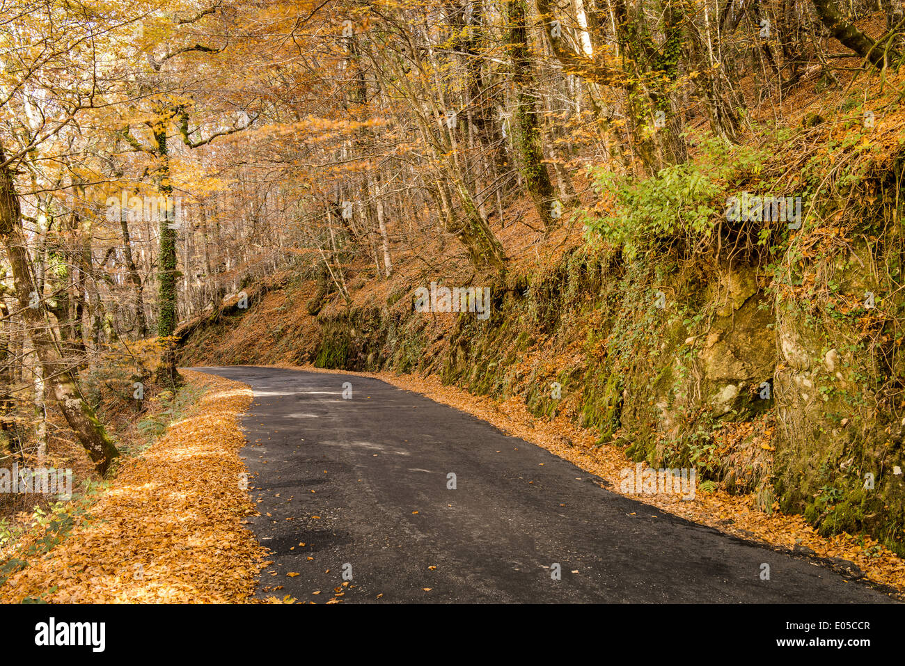 Mata da Albergaria, Autunno, Geres, Portogallo Foto Stock