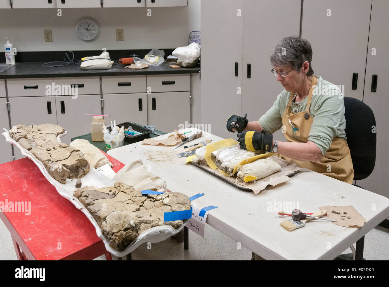 Montana, Bozeman, Museo delle Rockies, fossile Lab Foto Stock