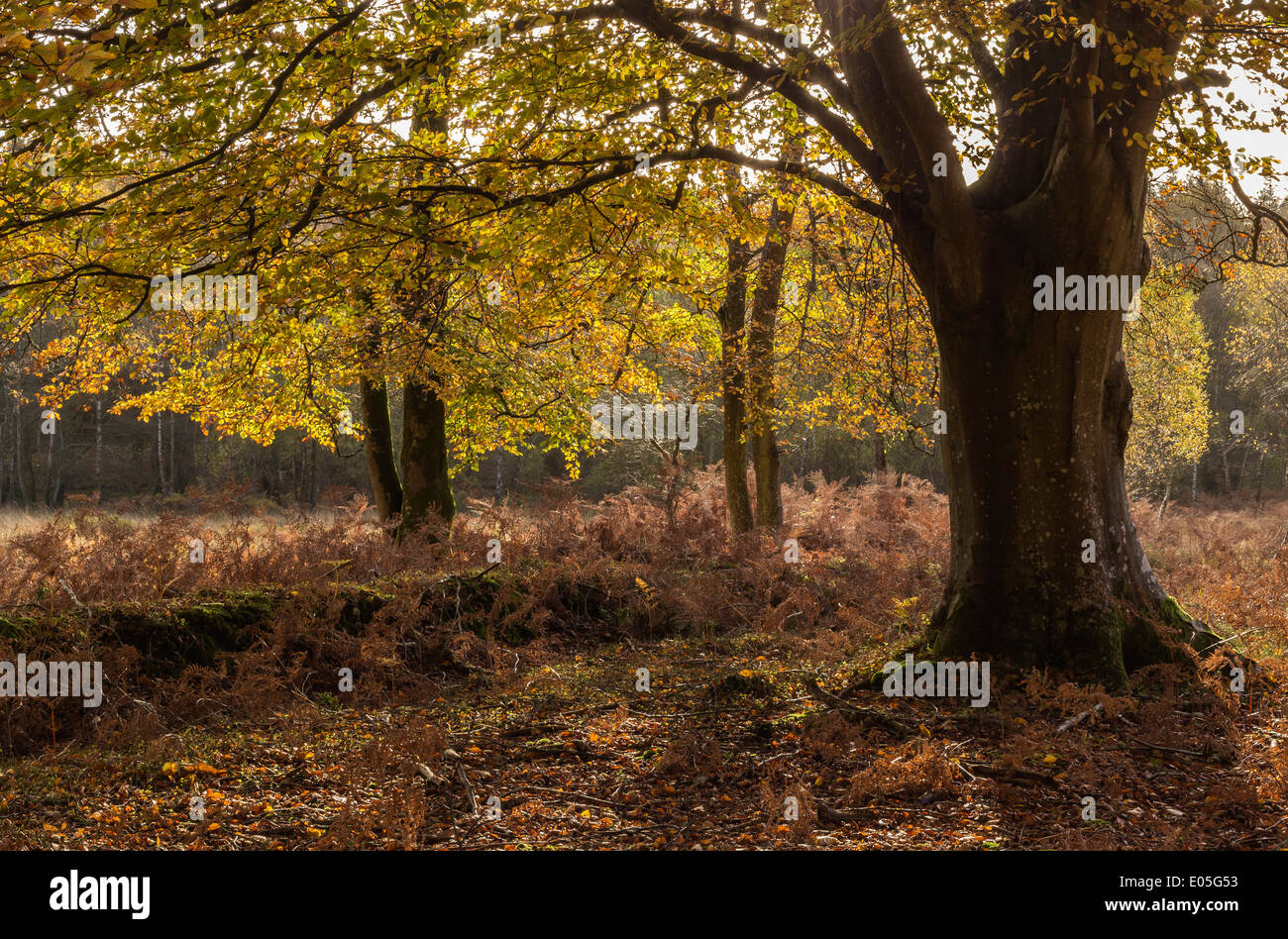 Faggi nel nuovo Parco Nazionale Foreste, Hampshire, Inghilterra, Regno Unito Foto Stock