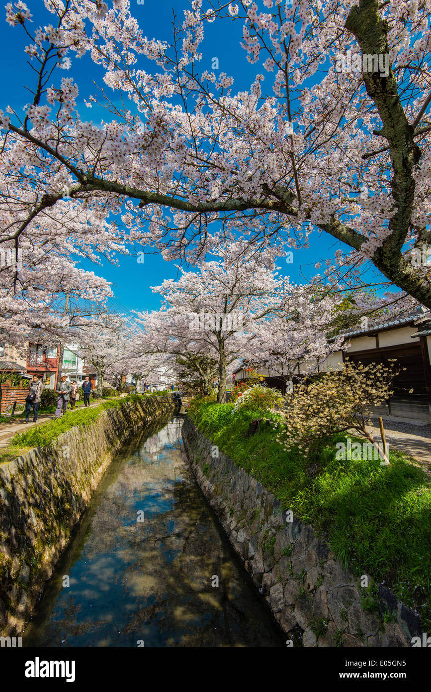 Fioritura dei ciliegi in Primavera lungo il Tetsugaku-no-Michi o il percorso della filosofia, Kyoto, Giappone Foto Stock
