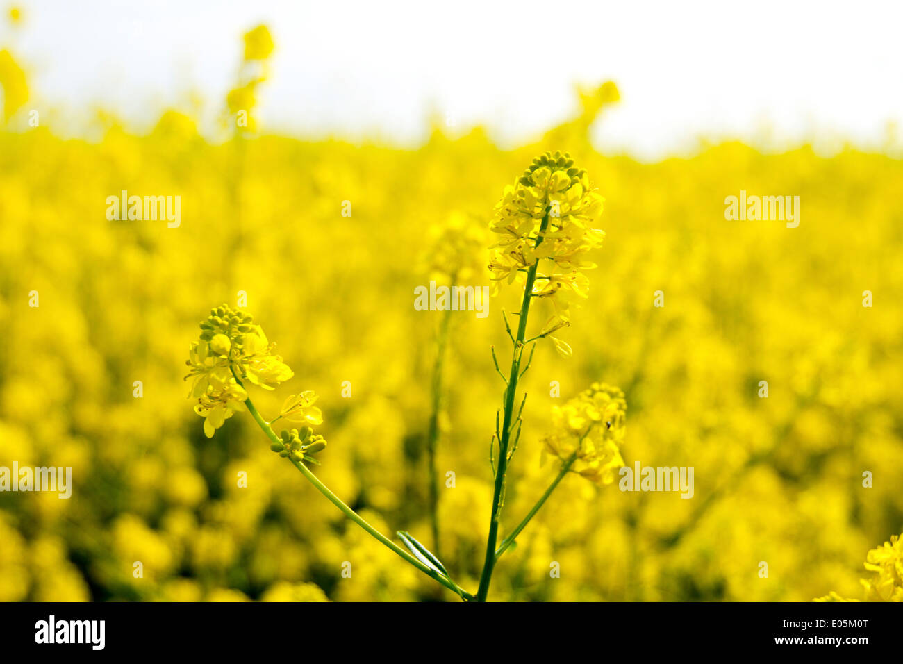 Isolate le gemme di colore giallo per la canola fiori in un campo. Foto Stock