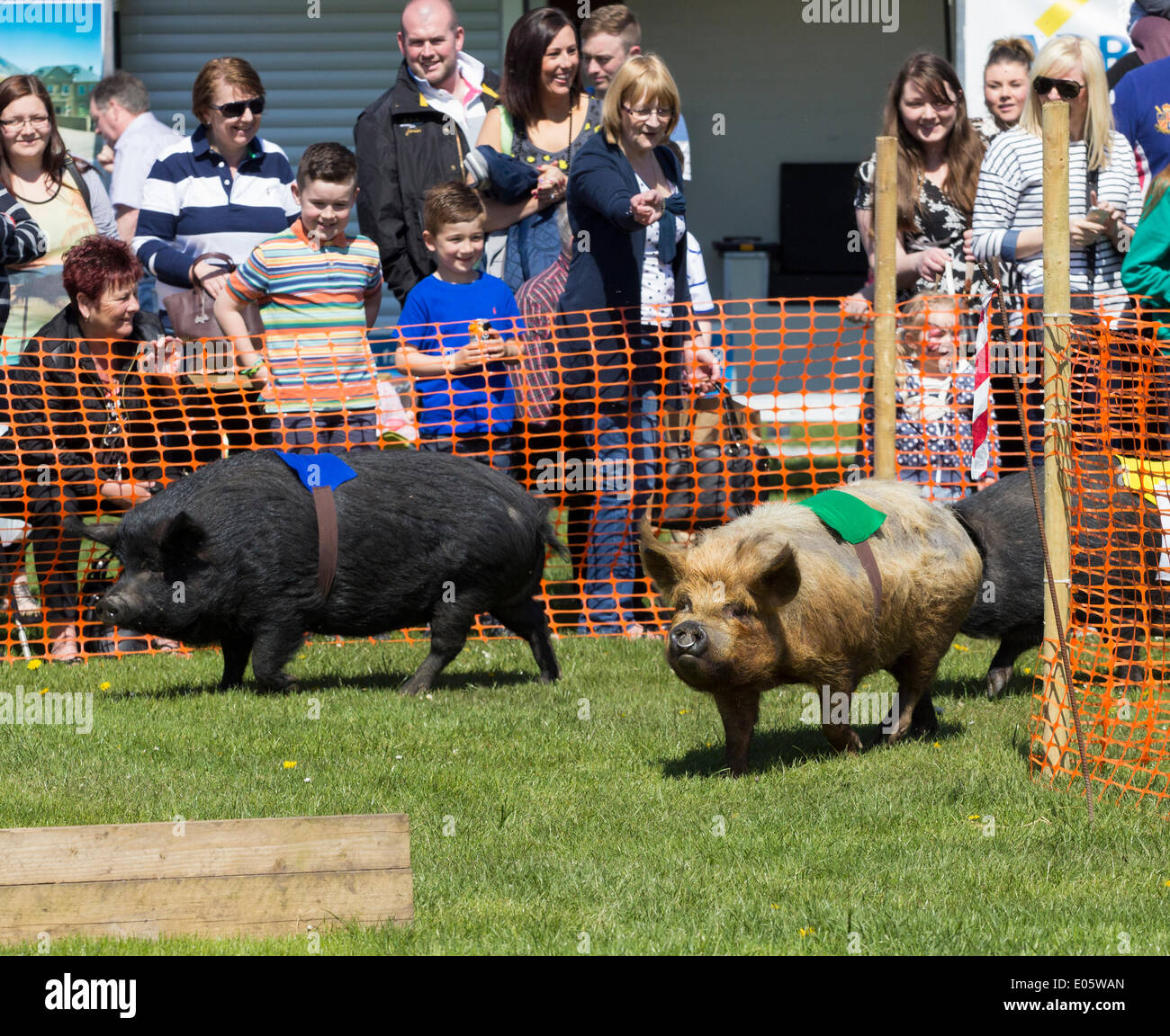 Maiale racing a Bank Holiday Garden Fair.Preston Park, Stockton on Tees. Regno Unito Foto Stock