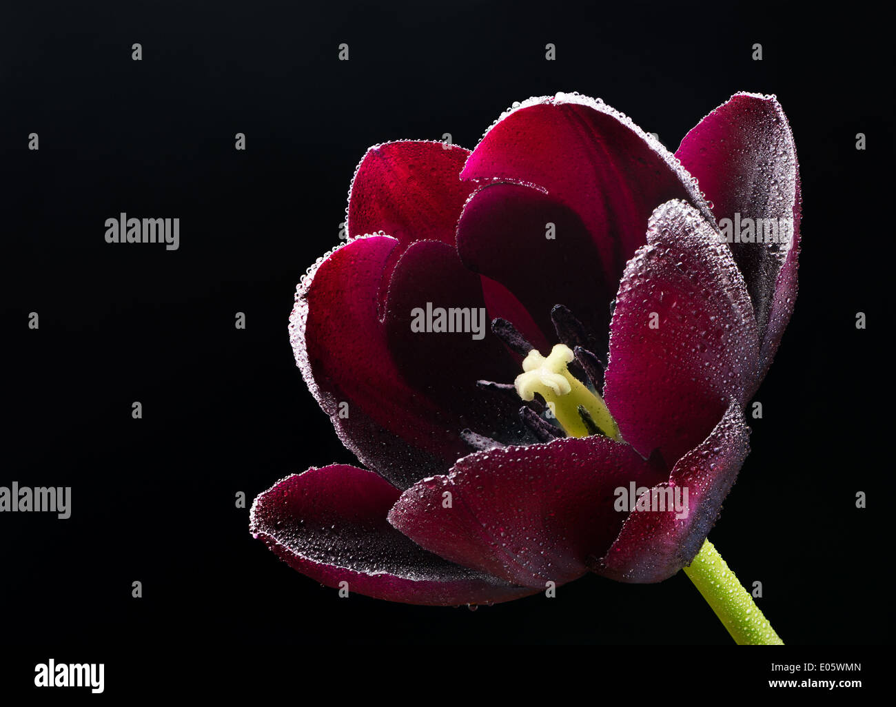 Wet viola-black tulip. Foto Stock