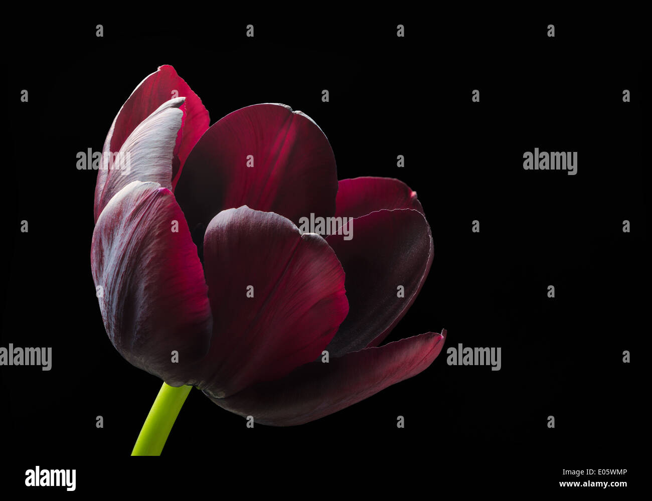 Viola black tulip. Foto Stock