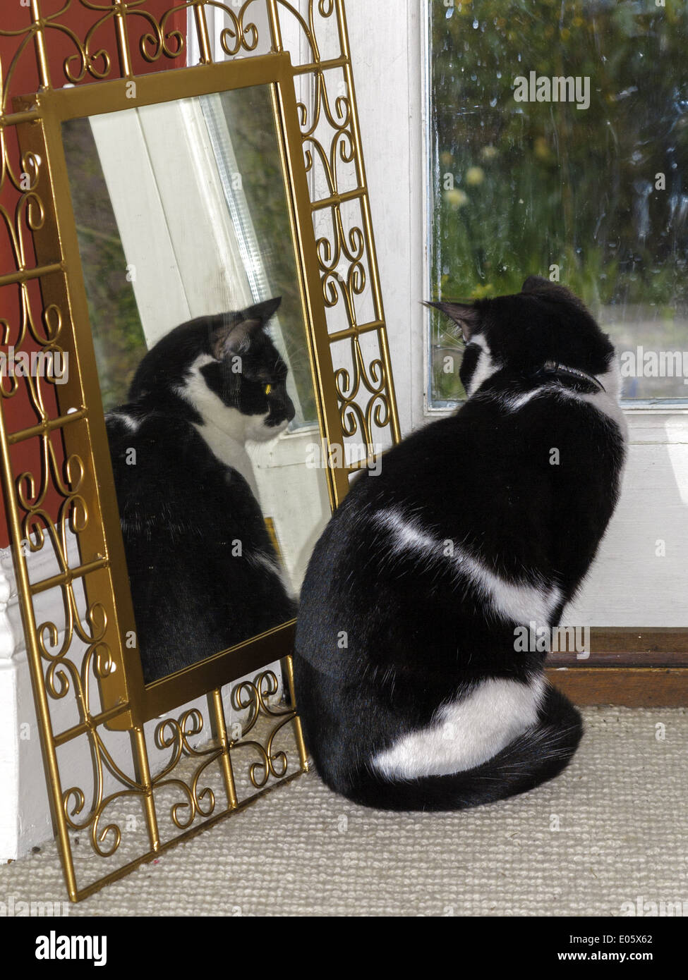 Un bianco e nero cat seduta da uno specchio e guardando la propria riflessione. Foto Stock