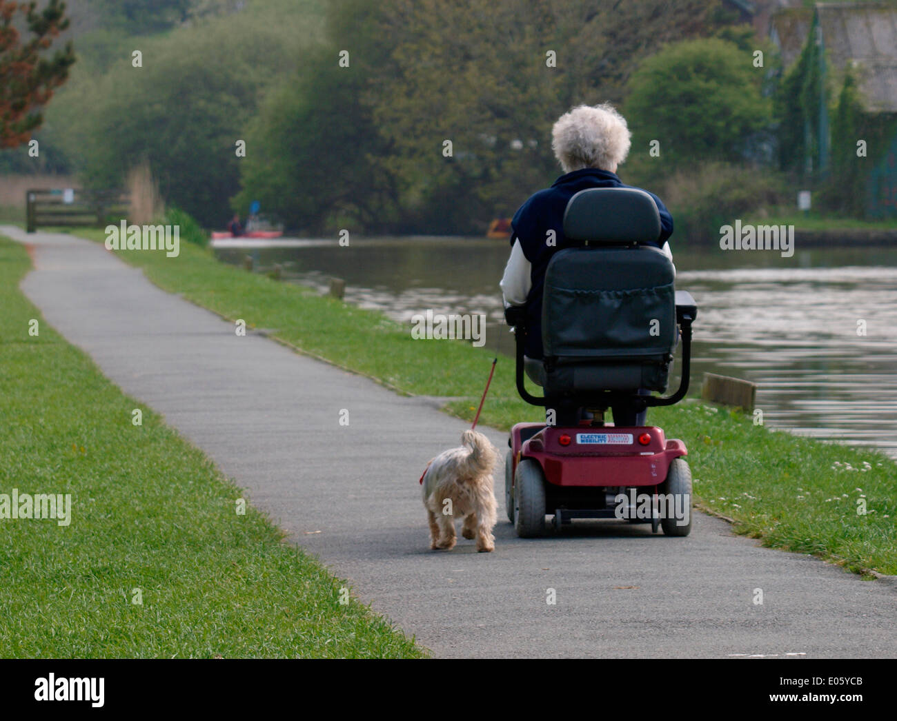 Vecchia donna su una mobilità scooter con piccolo cane andando lungo la strada alzaia, Bude Canal, Cornwall, Regno Unito Foto Stock