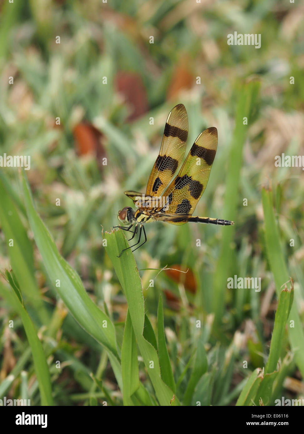 Halloween Pennant Dragonfly appeso su una lama di erba. Foto Stock