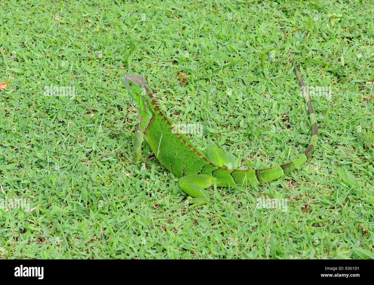 Un piccolo verde (iguana Iguana iguana). Tortuguero, Parco Nazionale di Tortuguero, Limon Provincia, Costa Rica. 16Nov13. Foto Stock