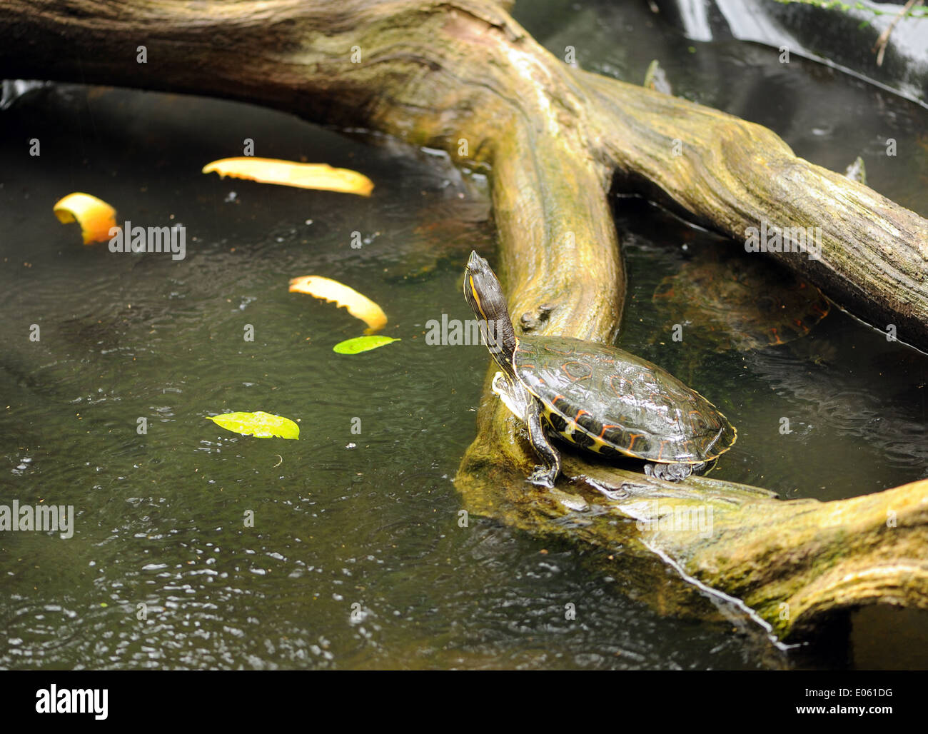 Un arancione-eared Slider (Trachemys scripta venusta) tartaruga si siede su un lato del canale nel registro la pioggia. Tortuguero, Tortuguero National Foto Stock