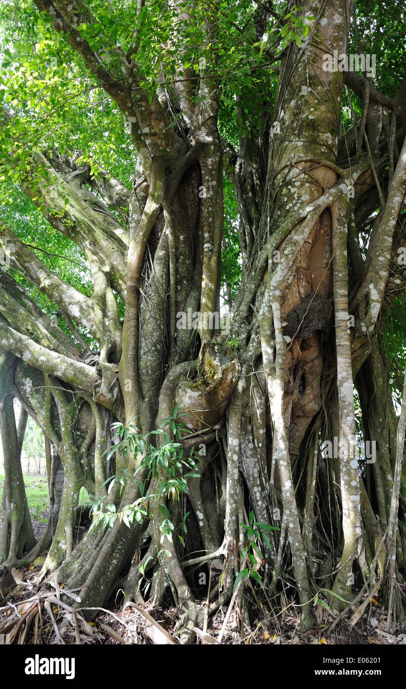 Antica fig tree con radici aeree. Sierpe, Costa Rica 28Nov13 Foto Stock