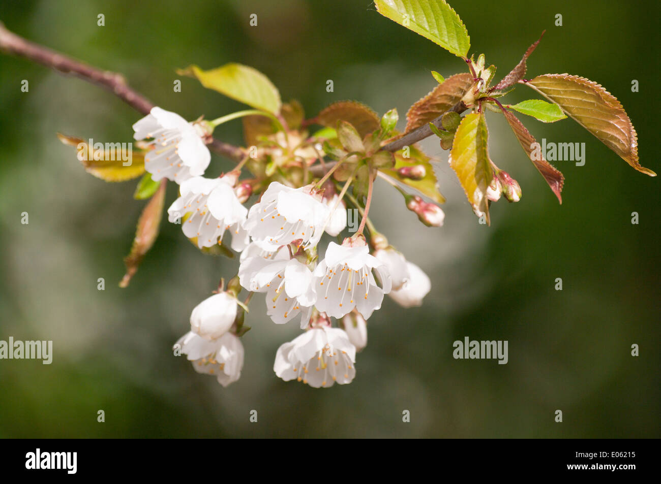 Ciliegio ornamentale Tree Blossom molla REGNO UNITO Foto Stock