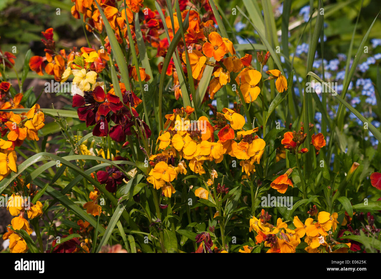 Wallflowers Erysimum a fioritura primaverile fiori del Regno Unito Foto Stock