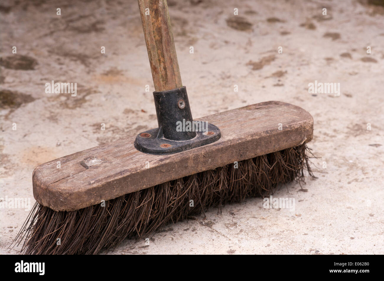 Legno duro testa di scopa Foto Stock