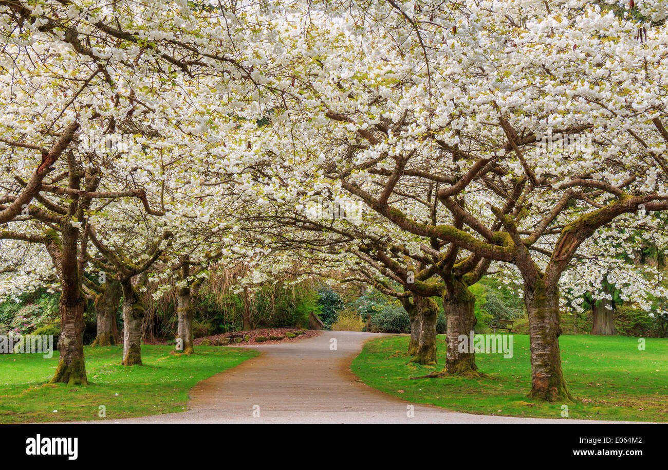 Fiore di Ciliegio in Stanley Park, Vancouver, Canada Foto Stock