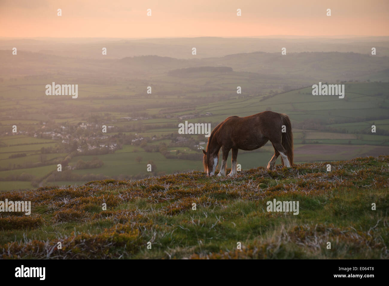 Wild Welsh Mountain Pony pascolano sulla collina di Mynydd Llangorse, Parco Nazionale di Brecon Beacons, Galles Foto Stock