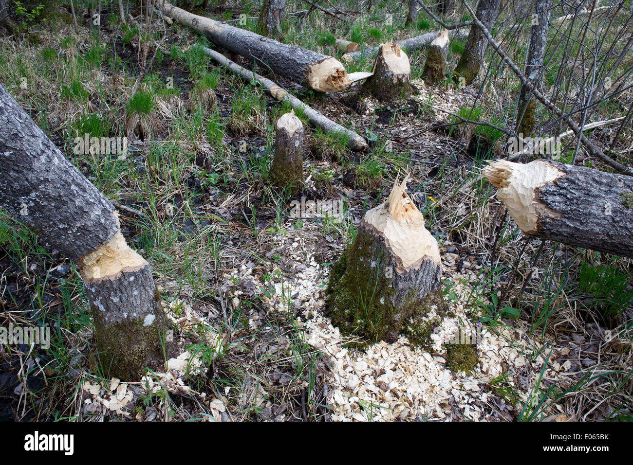 Beaver danni nella foresta Foto Stock