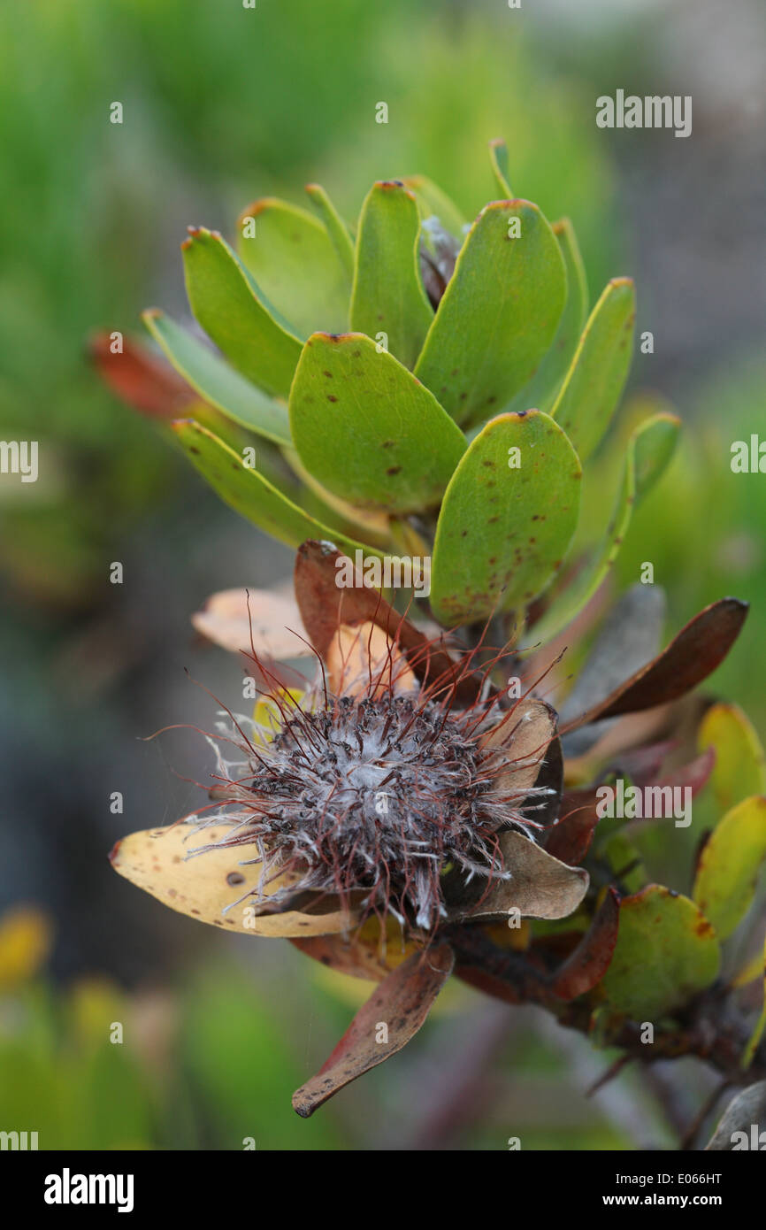 Leucospermum bush con fiori di morti sulle rive del fiume Palmiet, vicino Kleinmond Foto Stock