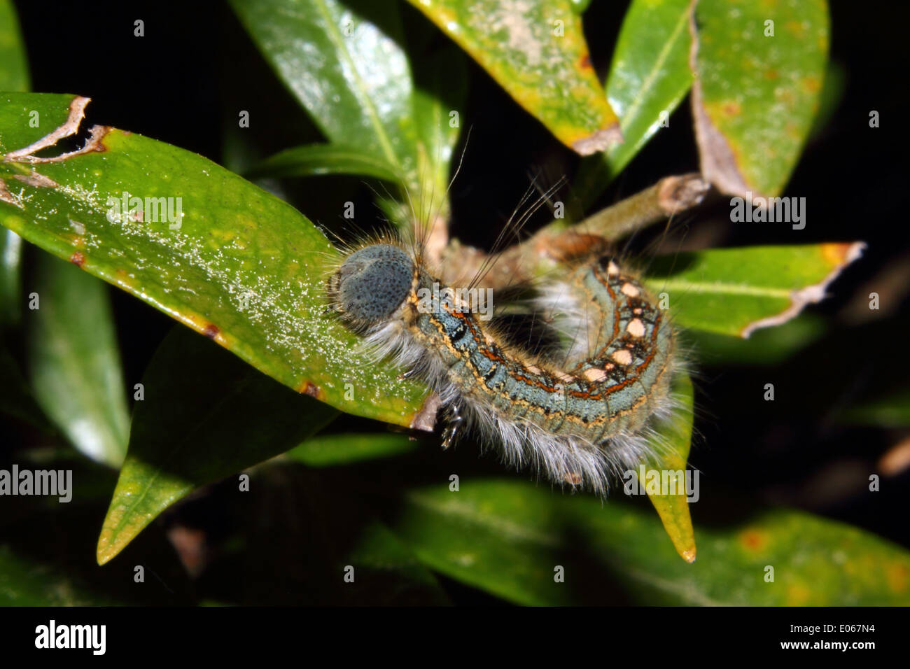 Un bel crawl caterpillar su un albero Foto Stock