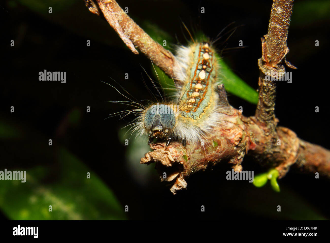 Un bel crawl caterpillar su un albero Foto Stock