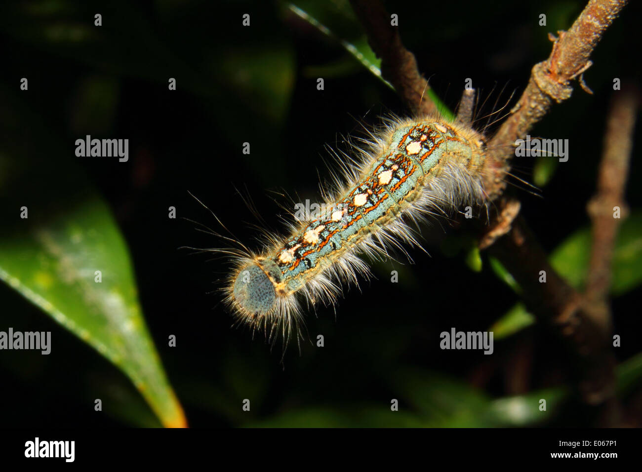 Un bel crawl caterpillar su un albero Foto Stock