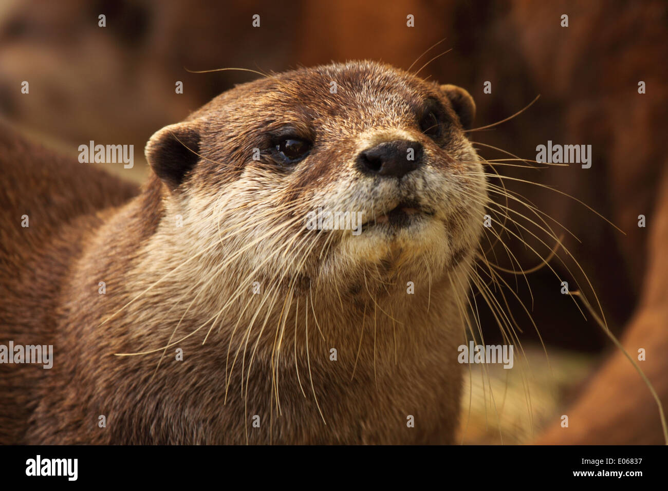 Un combattivo ritratto di un Africano Clawless Otter. Foto Stock