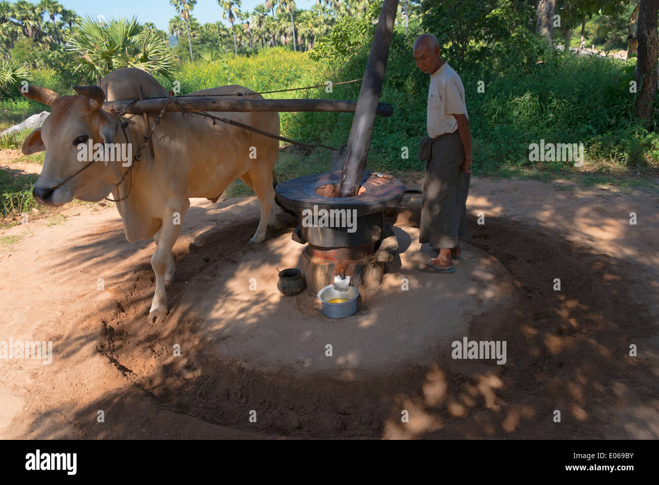 Contadino con mucca per macinare il sesamo per rendere olio, Bagan, Myanmar Foto Stock